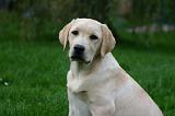 LABRADOR 1289